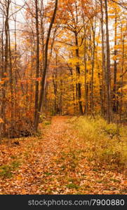 Path leading into forest covered by orange leaves in autumn.