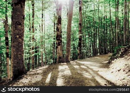 Path on a forest in the north of spain with trees in the shadow