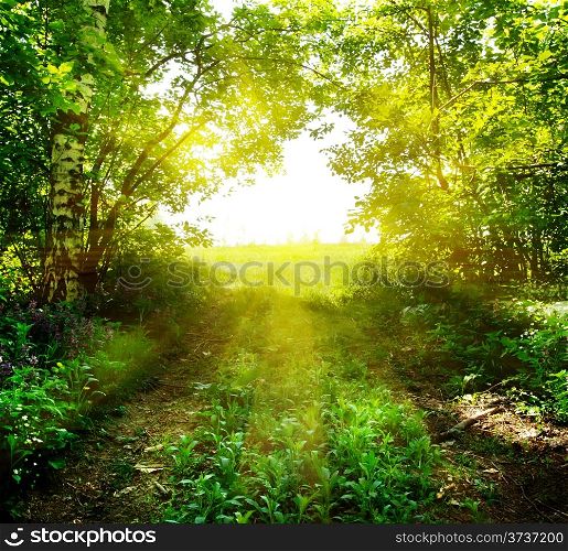 Path out of the deep forest in the sun