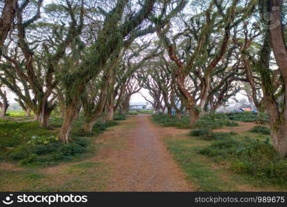 Path road with giant trees tunnel, Jawatan Perhutani. Indonesia. Java Island. Way through garden park in summer season. Natural landscape background.