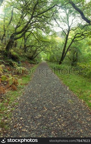 Path running through shaded woods. United Kingdom Fall or Autumn.
