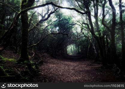 path through a dark forest. Misty woodland landscape