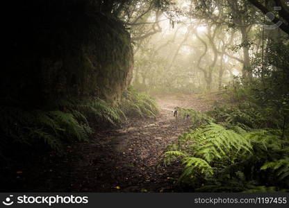 path through a dark forest. Misty woodland landscape