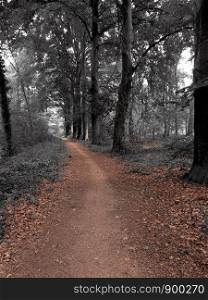 path through a dark forest, mystery landscape beautiful nature colorful. path through a dark forest, mystery landscape beautiful nature