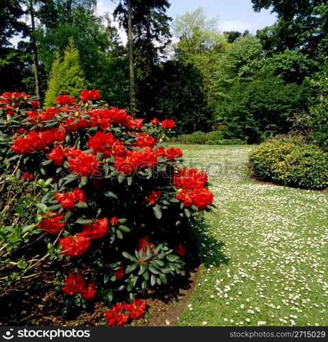 path through a formal garden in summertime