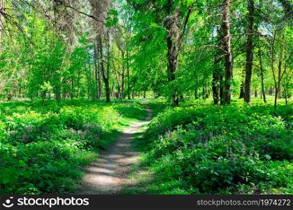 Path through a spring forest in bright sunshine. Shallow depth of field.