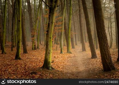 Path through an autumn and misty forest, Chelm, Lubelskie, Poland