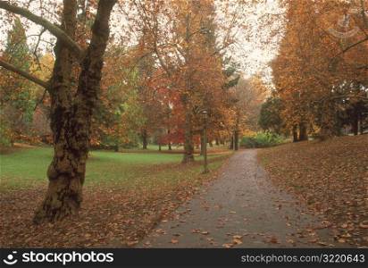 Path Through Autumn Leaves