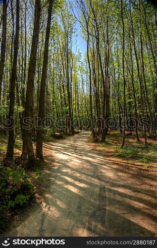 Path through beech tree forest in Spring
