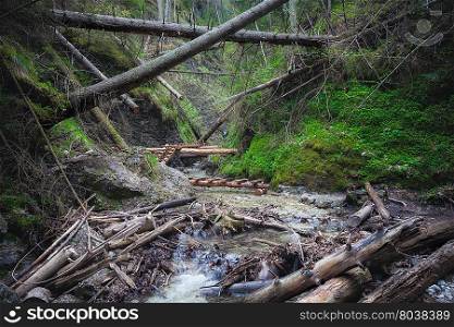 Path through fallen trees