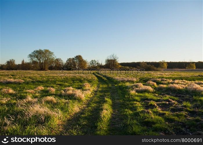 Path through fields of grass seen at dawn