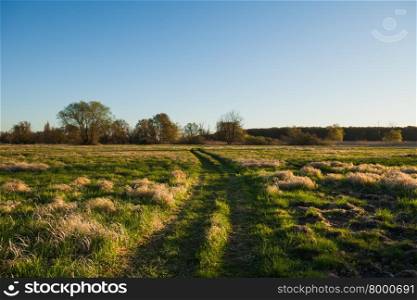 Path through fields of grass seen at dawn