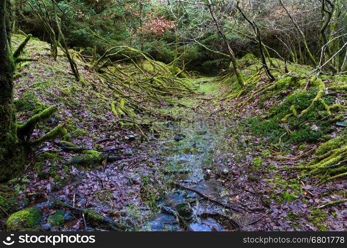 Path through forest with trees and water underfoot. Dartmoor, England, United Kingdom