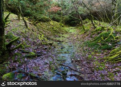 Path through forest with trees and water underfoot. Dartmoor, England, United Kingdom