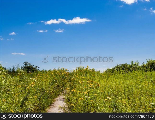 Path through grass and wildflowers against blue sky in summer.