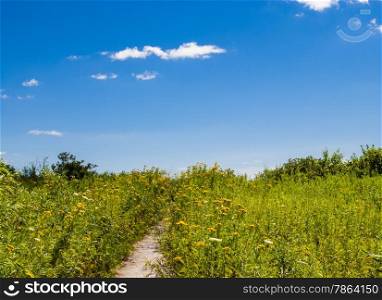 Path through grass and wildflowers against blue sky in summer.