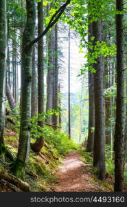 Path through green trees in the sunny forest