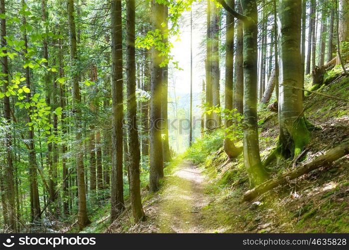 Path through green trees in the sunny forest