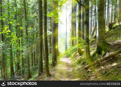 Path through green trees in the sunny forest