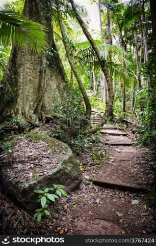 Path through old growth forest along the Mount Warning trail in New South Wales, Australia