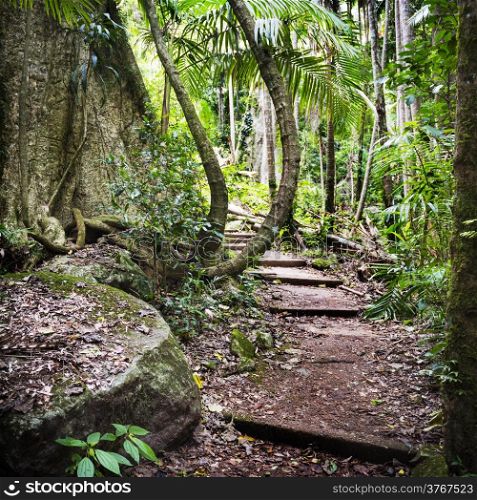 Path through old growth forest along the Mount Warning trail in New South Wales, Australia