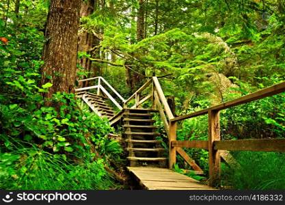 Path through temperate rain forest. Pacific Rim National Park, British Columbia Canada