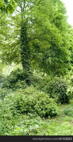Path through trees, Primrose Hill, London