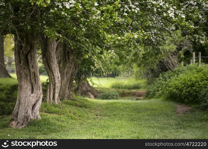 Path through vibrant shallow depth of field forest landscape in English countryside in Spring
