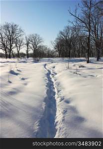 Path through winter woods