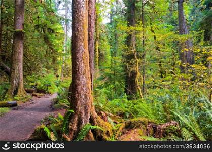 Path to Marymere Falls in the Olympic Peninsula, WA state