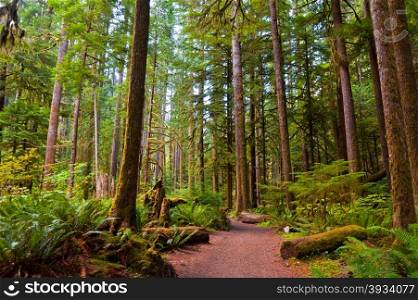 Path to Marymere Falls in the Olympic Peninsula, WA state