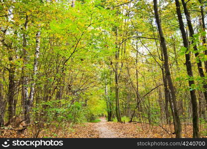 path way with leaf litter in autumn forest