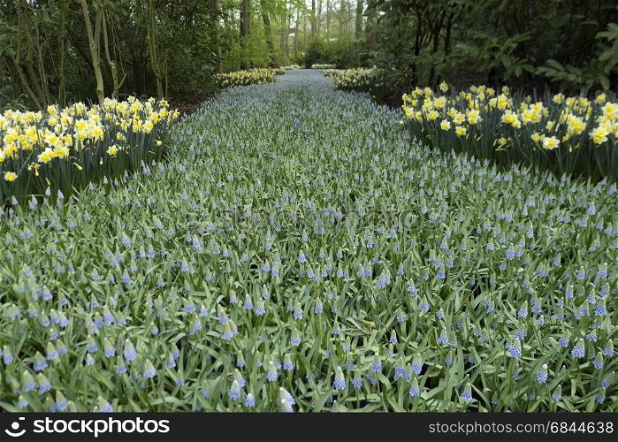 path with grape hyacinth and daffodils. path with grape hyacinth and daffodils The Netherlands