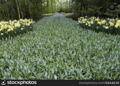 path with grape hyacinth and daffodils. path with grape hyacinth and daffodils The Netherlands