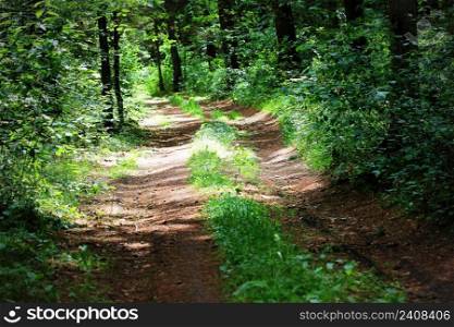 Path With Green Trees in Forest. Beautiful Alley, road In Park. Way Through Summer Forest.