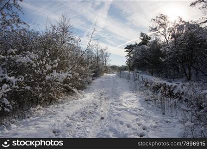 path with snow in winter forest