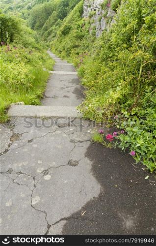 Path with steps, overgrown, Spring May. Church Ope Cove, Portland, Dorset, England, United Kingdom.