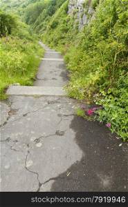 Path with steps, overgrown, Spring May. Church Ope Cove, Portland, Dorset, England, United Kingdom.
