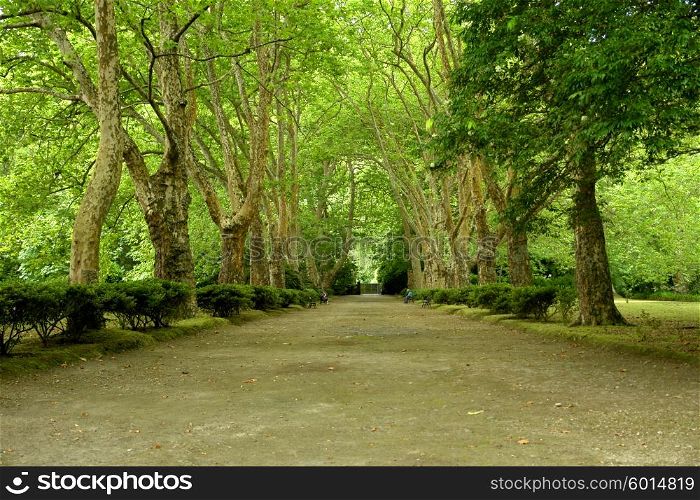 path with trees in azores, s miguel island