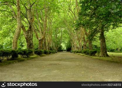 path with trees in azores, s miguel island