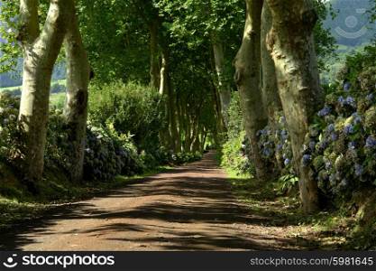 path with trees on two side in azores