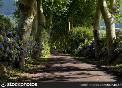 path with trees on two side in azores