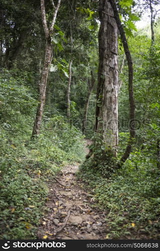 Pathway and Trees in tropical rainforest, Yelapa, Jalisco, Mexico ...