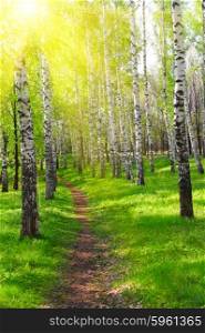 Pathway at spring sunny birch forest