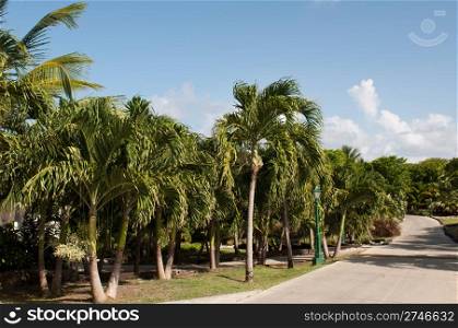 pathway in a tropical resort surrounded by palm trees (gorgeous blue sky with clouds)