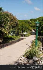 pathway in a tropical resort surrounded by tropical nature (aloe vera and palm trees) and lamp post