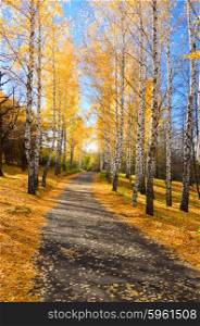 Pathway in autumnal yellow forest