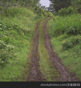 Pathway in forest