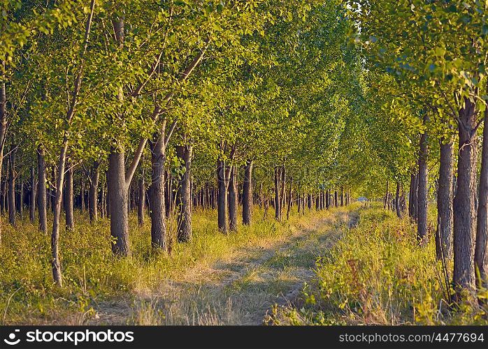 pathway in green forest at sunset
