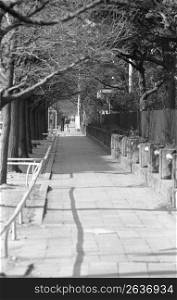 pathway in park